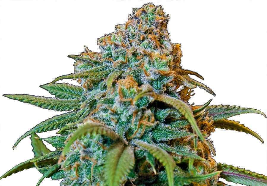 Liberty Haze фотопериодные семена конопли