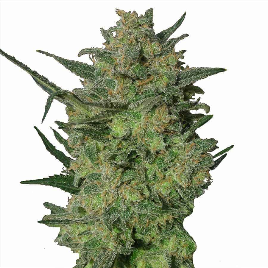 Barney's Farm L.S.D. Фотопериодные семена конопли