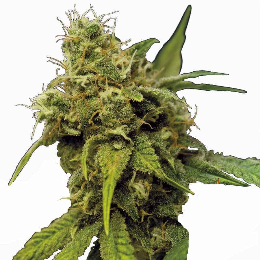 Barney's Farm Utopia Haze фотопериодные семена конопли