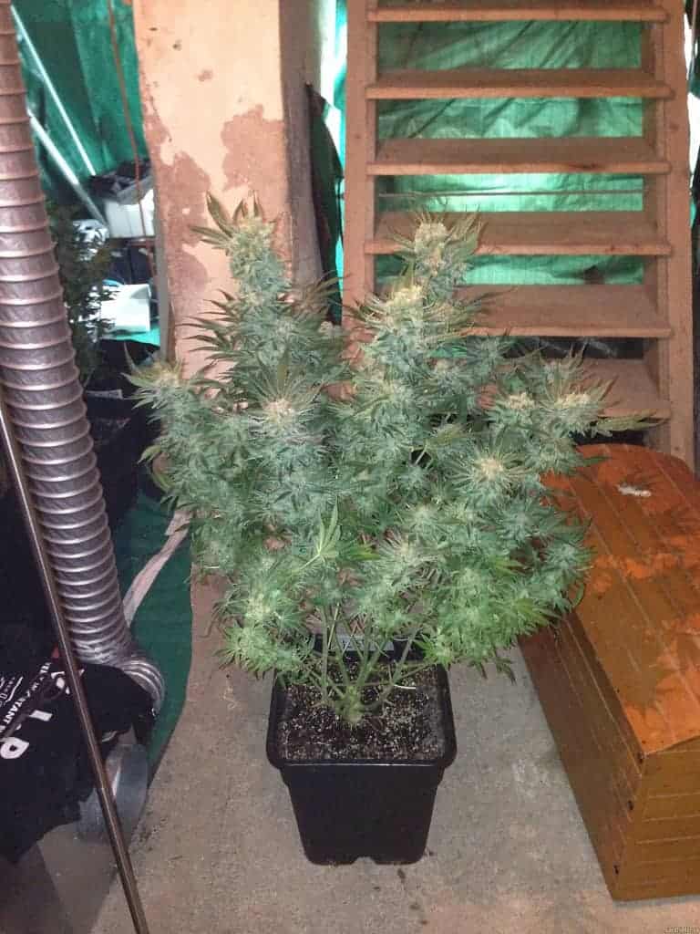 Barney's Farm L.S.D. Фотопериодные семена конопли — фото 3