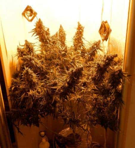 Auto Mazar Автоцветущий гибрид семена конопли — фото 3