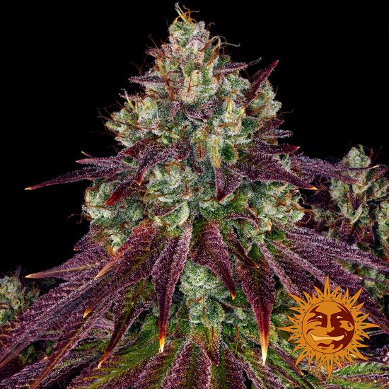 Barneys Farm Mimosa EVO Фотопериодные феминизированные семена конопли