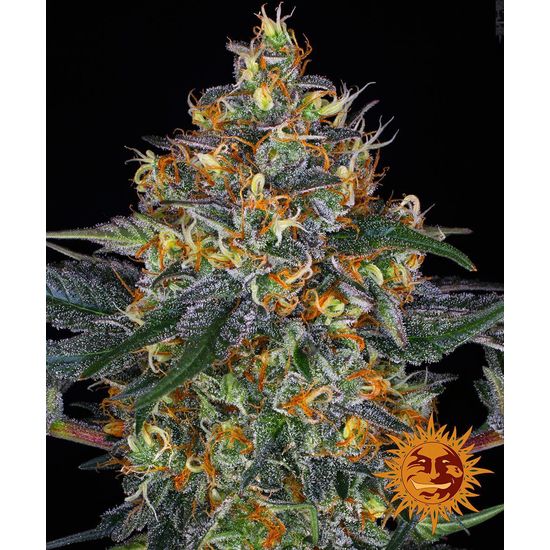 Barneys Farm Moby Dick Auto Автофеминизированные семена конопли