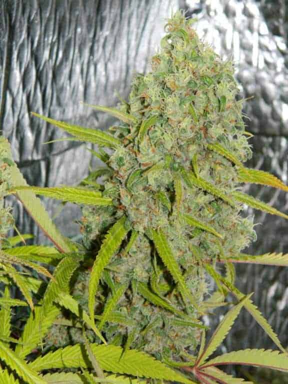 Orange Bud Фотопериодные семена конопли — фото 2