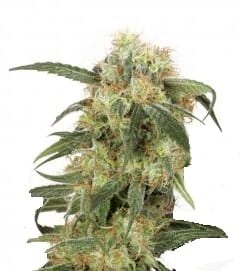 Pamir Gold Фотопериодные семена конопли