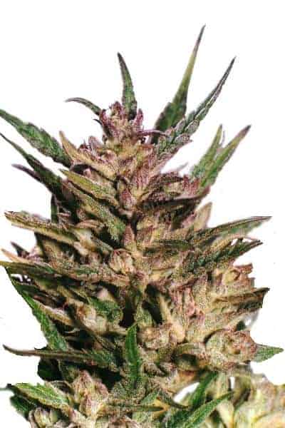 Dutch Passion Passion #1 Фотопериодные семена конопли