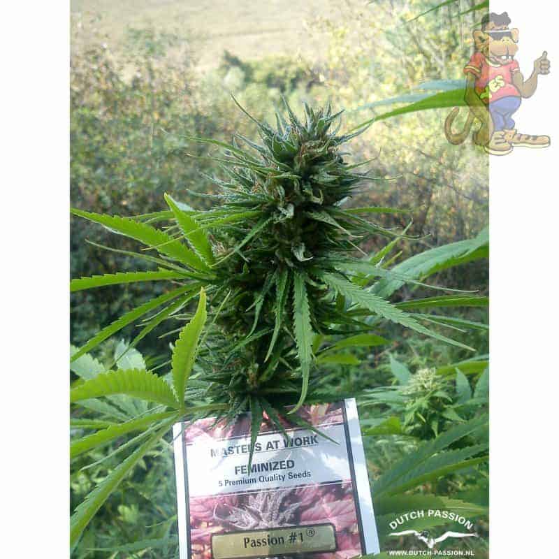 Dutch Passion Passion #1 Фотопериодные семена конопли — фото 3
