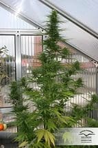 Passion #1ular Фотопериодные семена конопли — фото 3