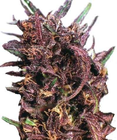 Purple #1ular Фотопериодные семена конопли