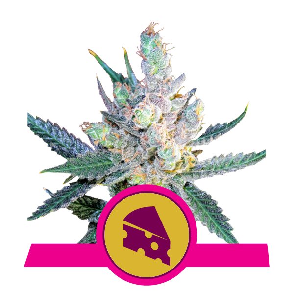 Royal Queen Seeds Royal Cheese Automatic Автоцветущие семена конопли