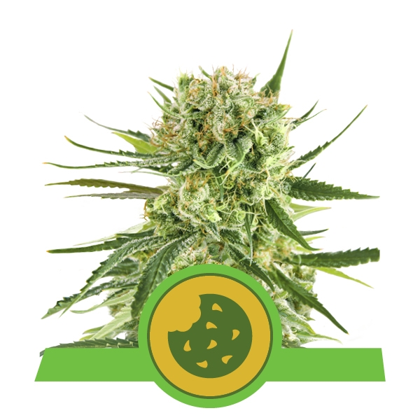 Royal Queen Seeds Royal Cookies Automatic Автофеминизированные семена конопли