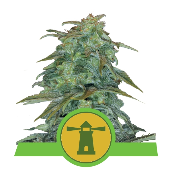 Royal Haze Automatic Автоцветущие феминизированные семена конопли