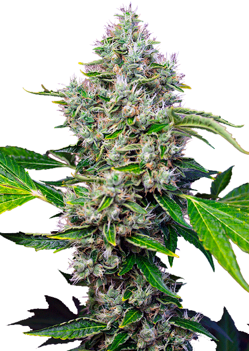 San Fernando Lemon Kush фотопериодные семена конопли