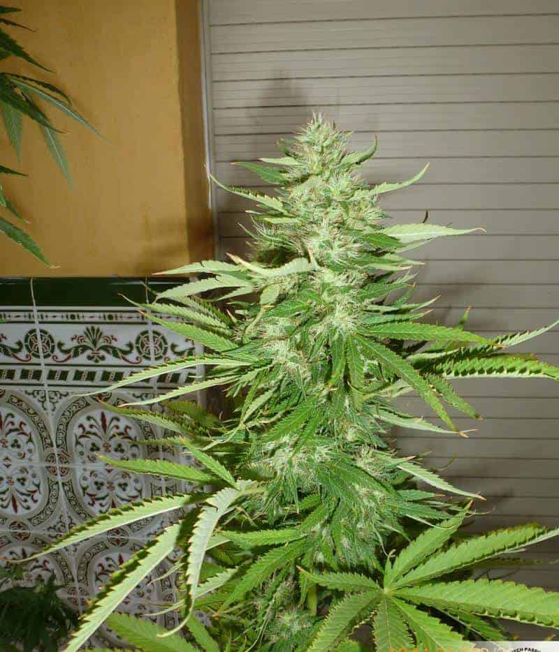 Skunk #1ular фотопериодные семена конопли — фото 2