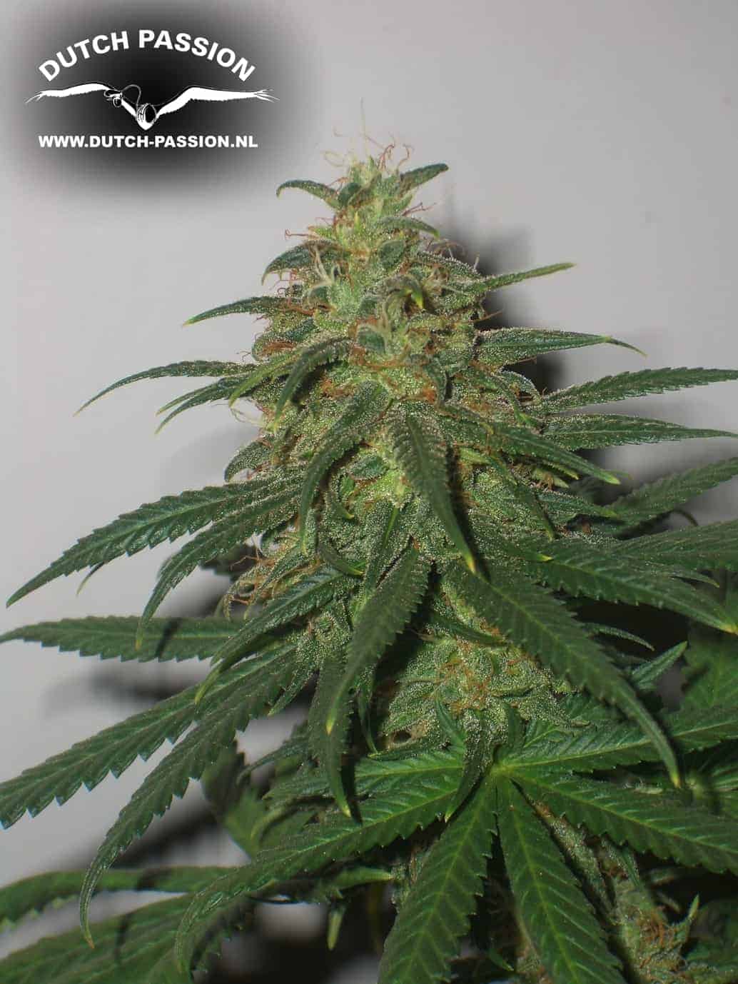 Skunk #1ular фотопериодные семена конопли — фото 3