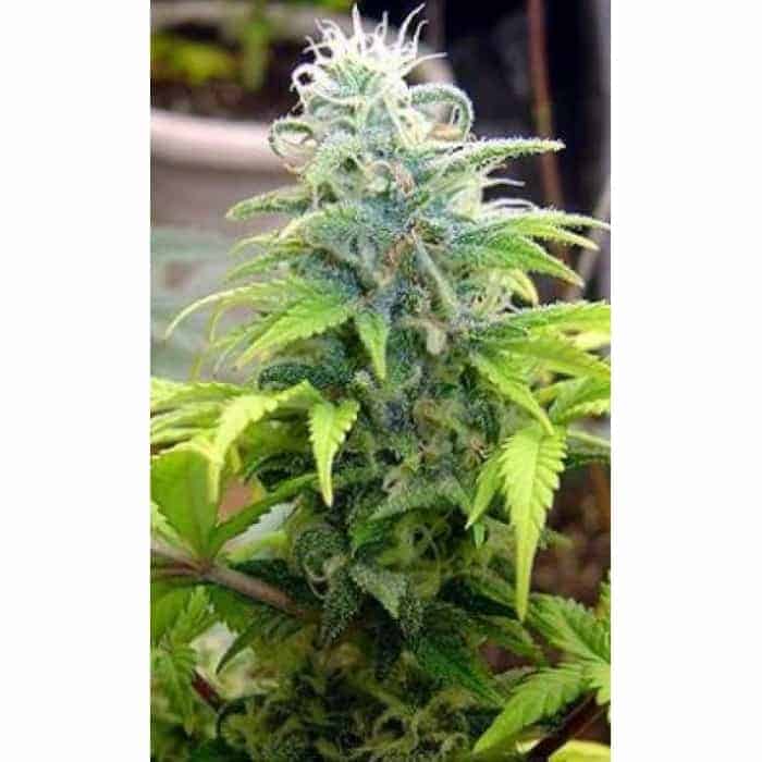 Skunk #11 Фотопериодные семена конопли — фото 2