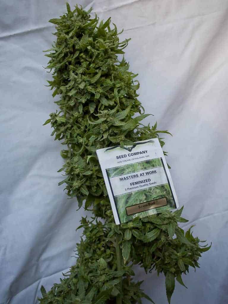 Snow Bud фотопериодные семена конопли