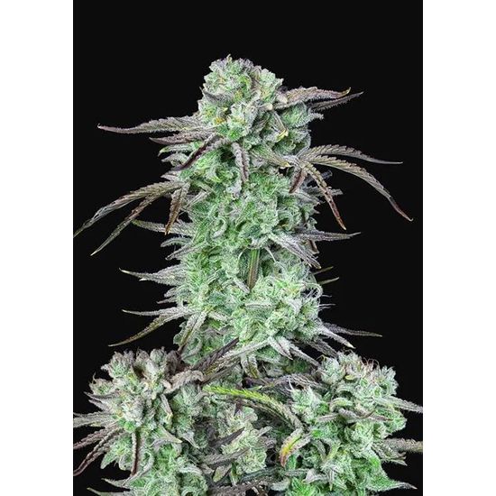 Strawberry Banana Auto автоцветущие семена конопли