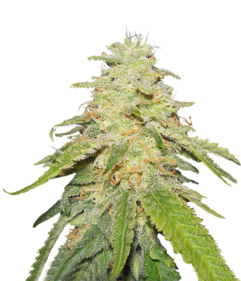 Sugar Black Rose Auto Автофеминизированные семена конопли