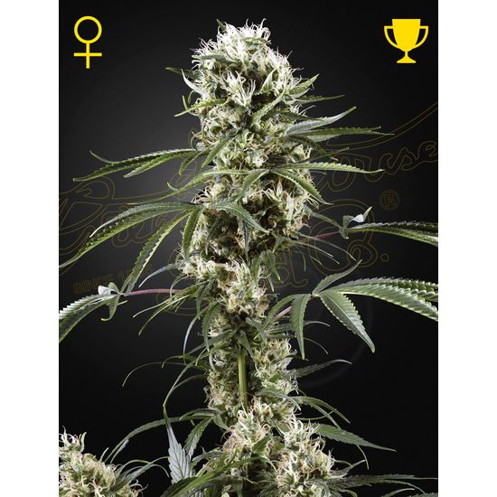 Super Lemon Haze Auto Автофеминизированные семена конопли