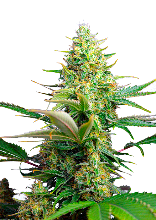 Sweet Pure Auto CBD Автоцветущие семена конопли