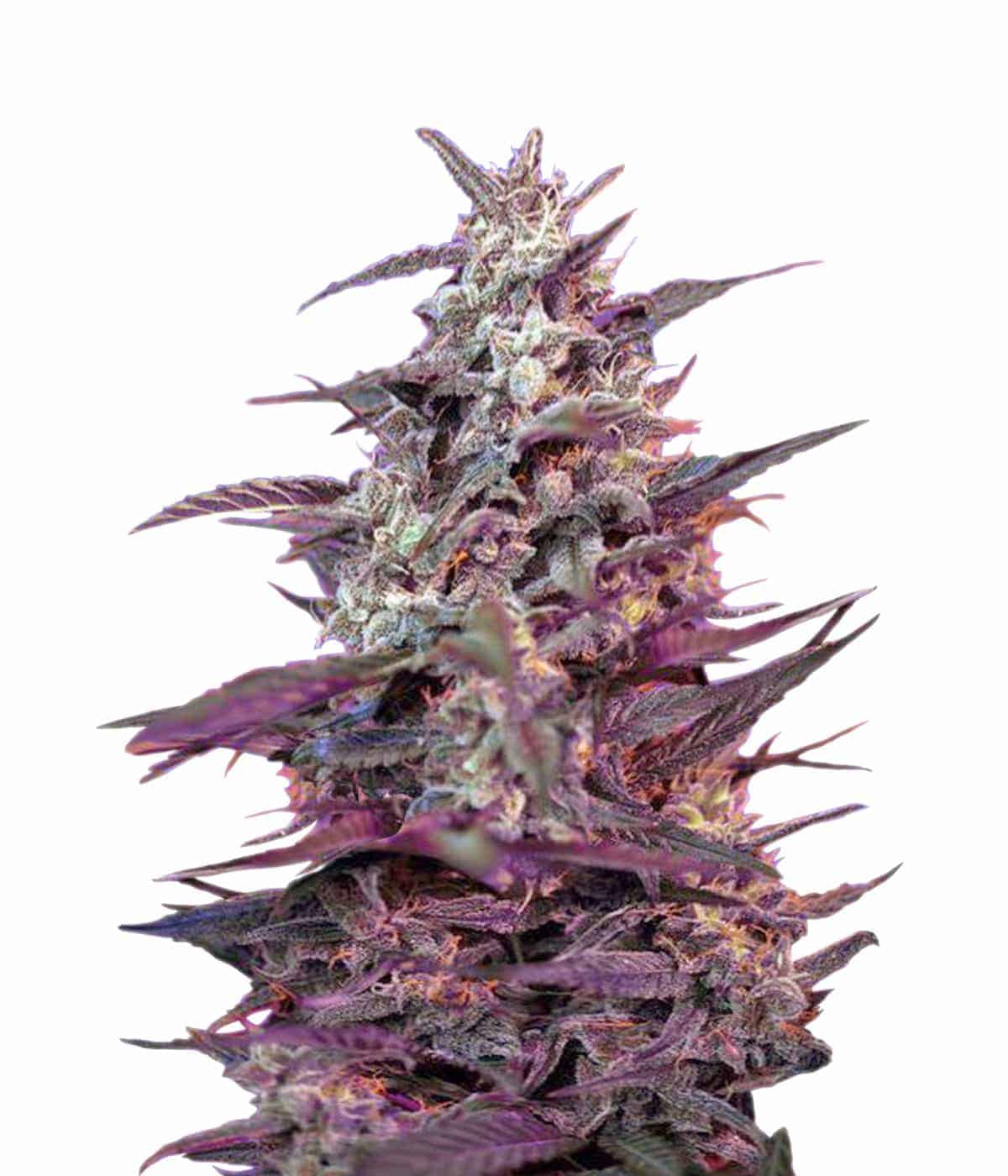 Auto Bloody Skunk Автоцветущие семена конопли