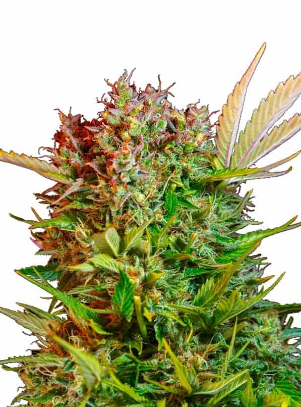 Sweet Seeds Cream Mandarine XL Auto Автоцветущие семена конопли