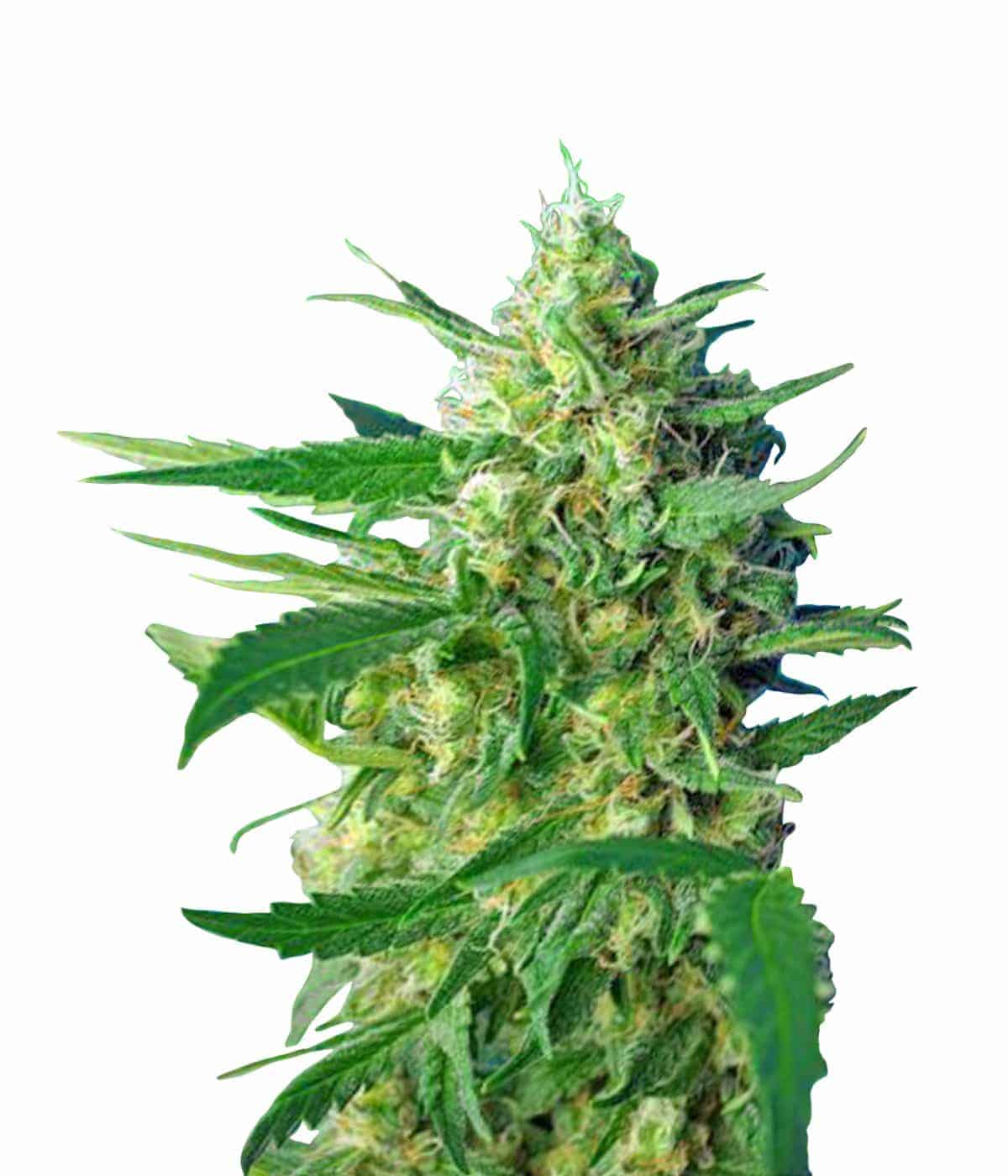 Auto Ice Cool Автоцветущие семена конопли