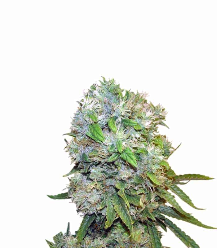 Cream 47 Феминизированные семена конопли