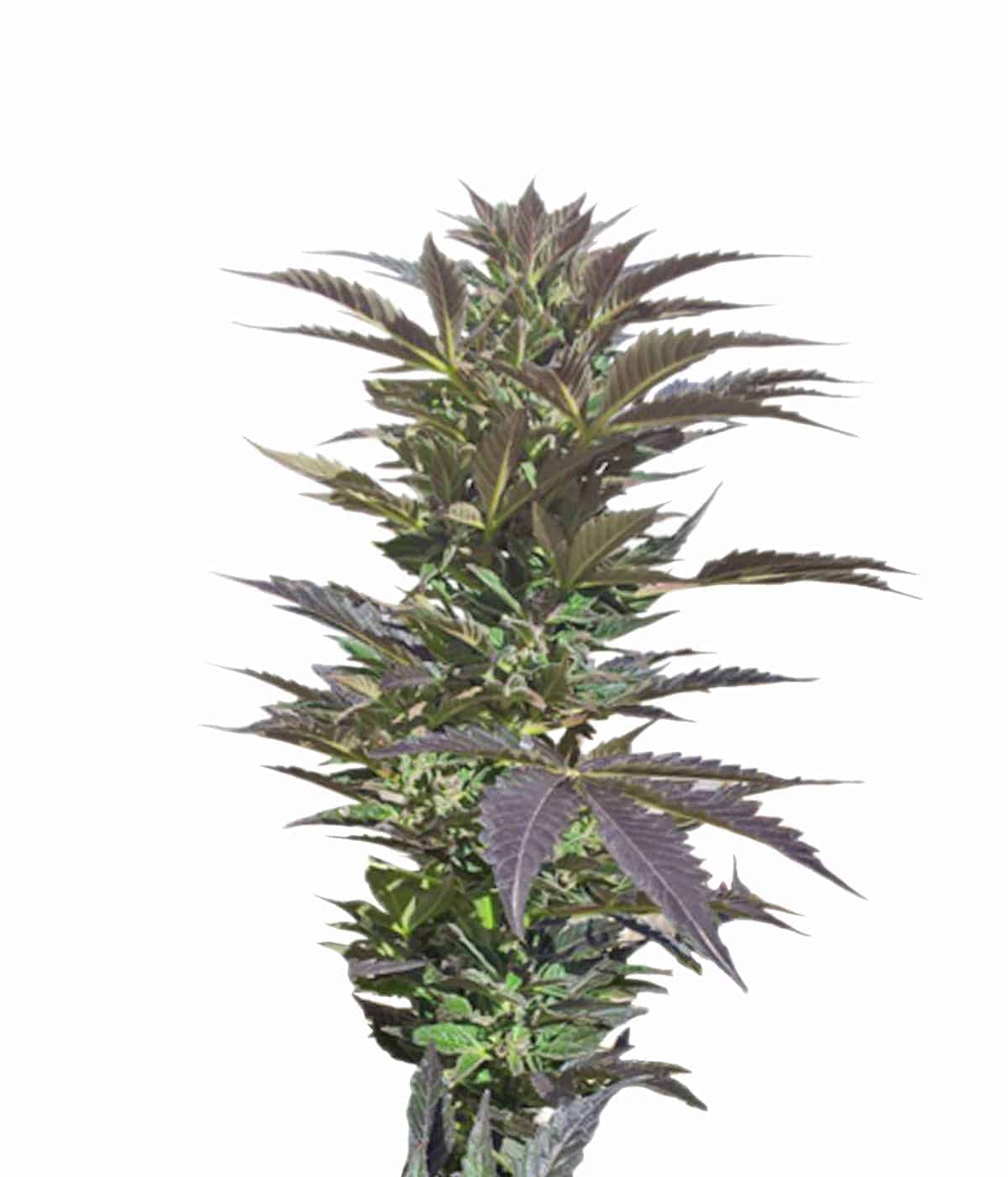 Cream Caramel Auto Автофеминизированные семена конопли