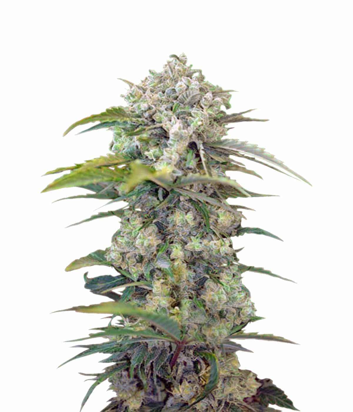 Sweet Seeds Cream Mandarine Auto Автофеминизированные семена конопли