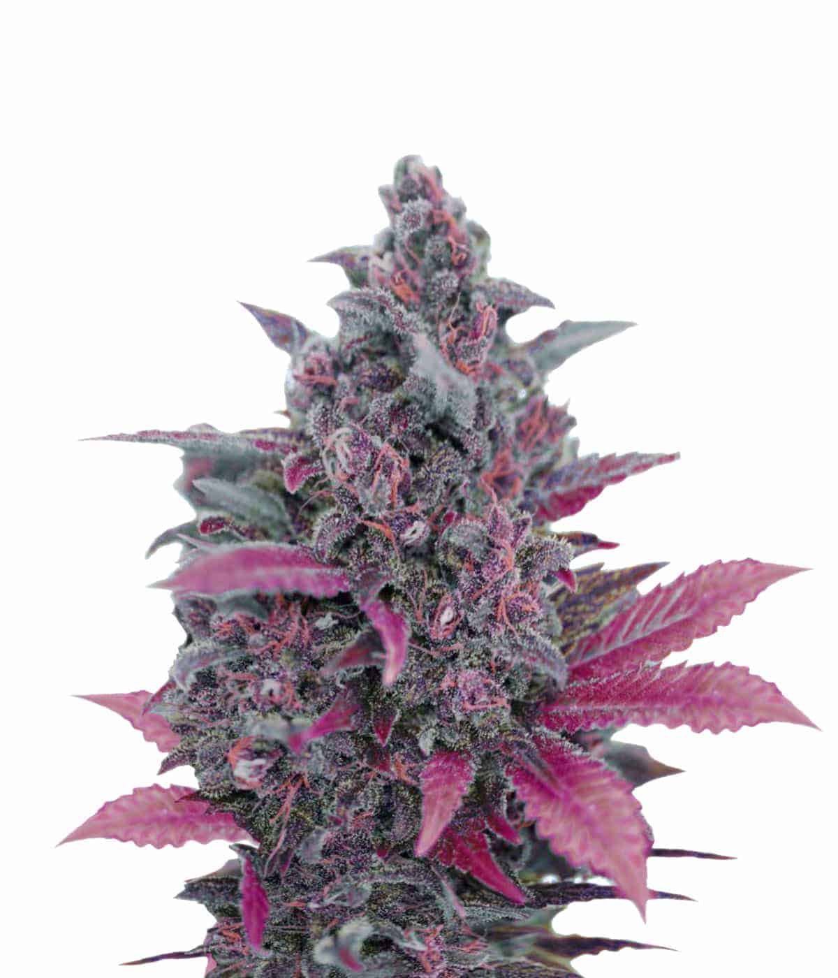 Buddha Seeds Auto Dark Devil 100% автоцветущие феминизированные семена конопли