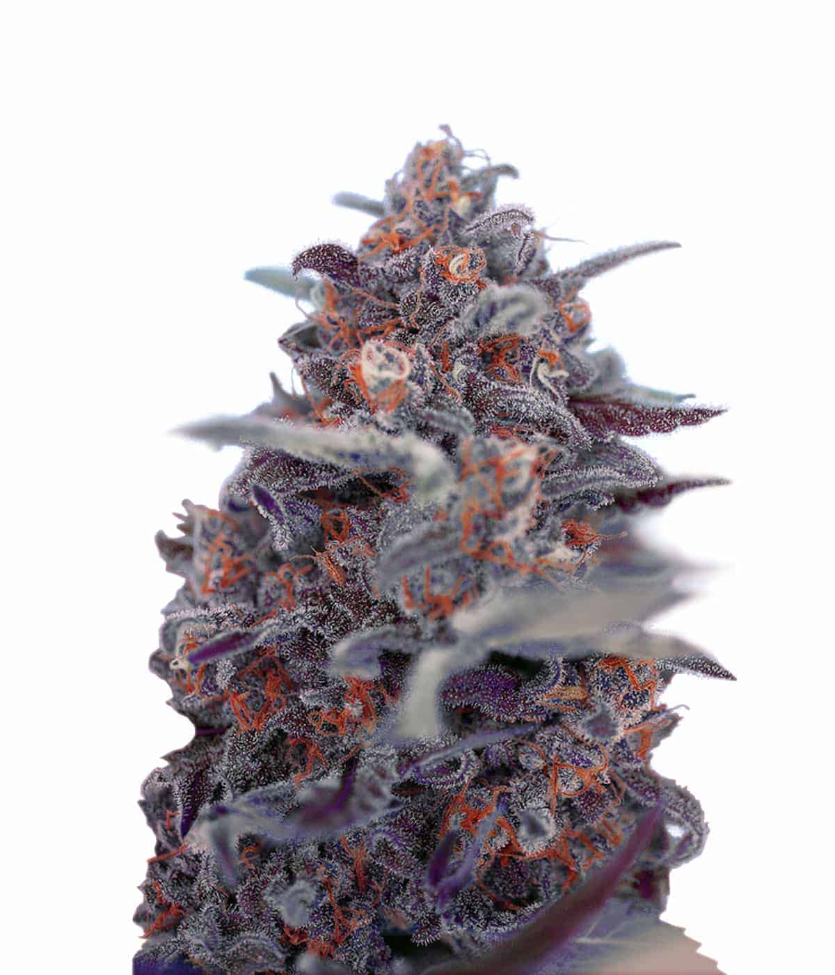 Auto Devil Cream Автоцветущие феминизированные семена конопли