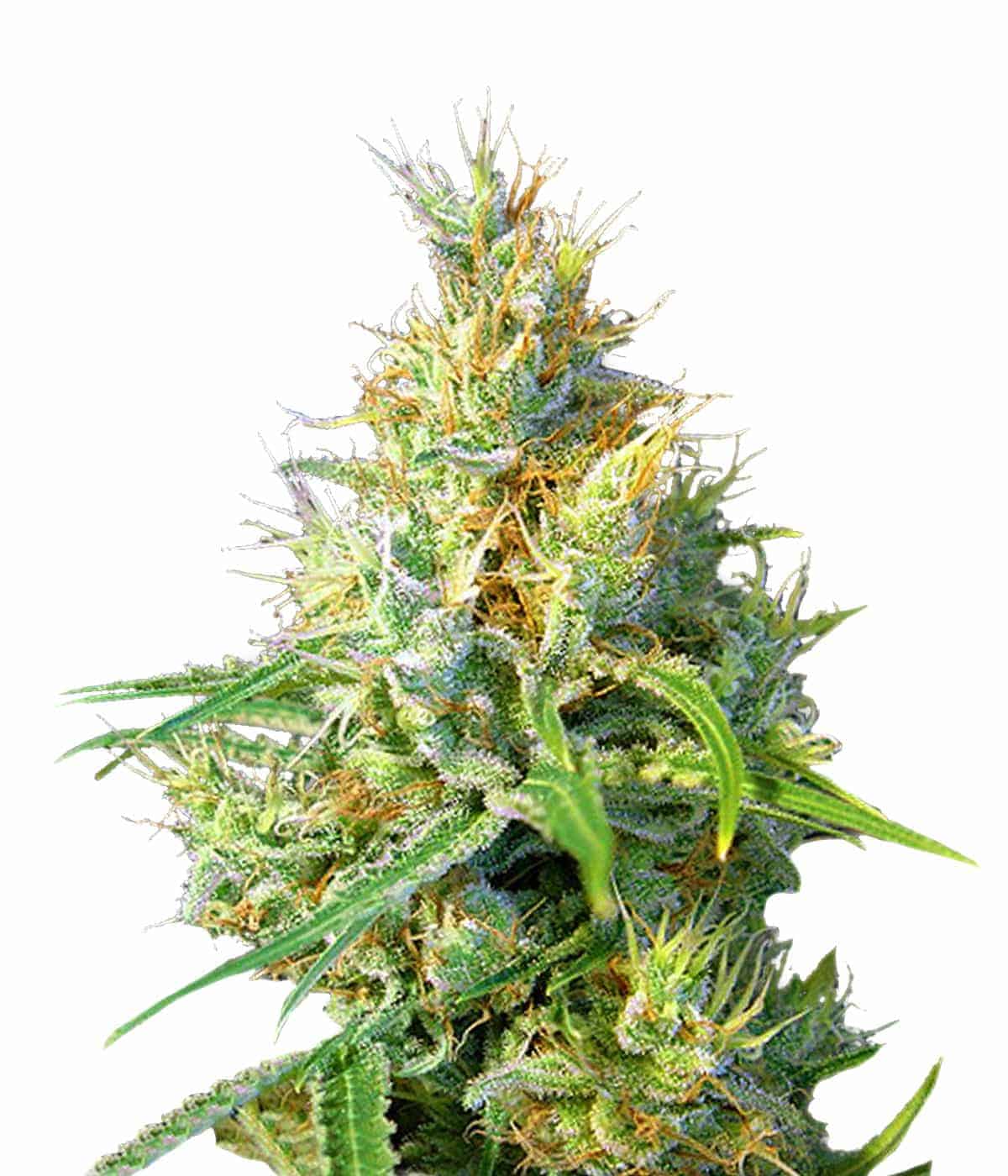 Psicodelicia Фотопериодные семена конопли