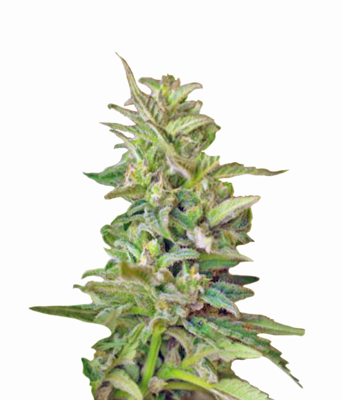 S.A.D. Auto автоцветущие семена конопли