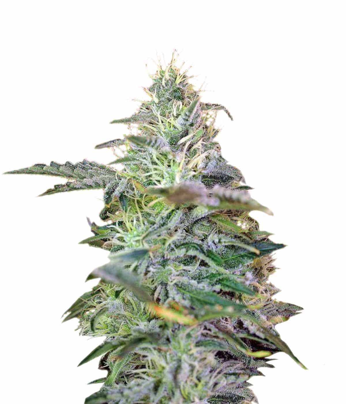 Sweet Seeds Sweet Cheese Auto автофеминизированные семена конопли
