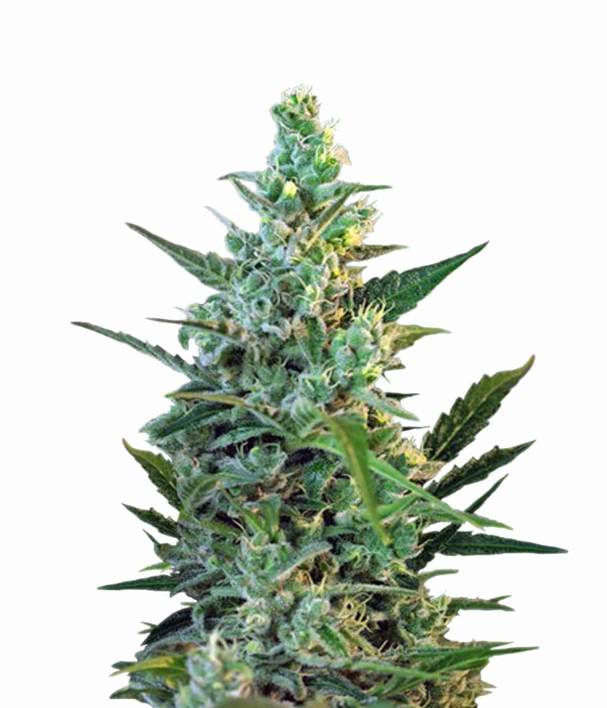 SweetSkunk Auto Автоцветущие семена конопли