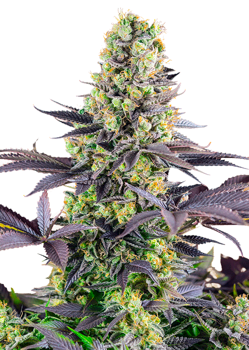 Sweet Zenzation Фотопериодные семена конопли