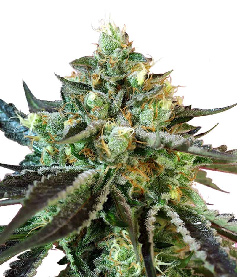 Sweet Nurse Auto CBD Автоцвет семена конопли