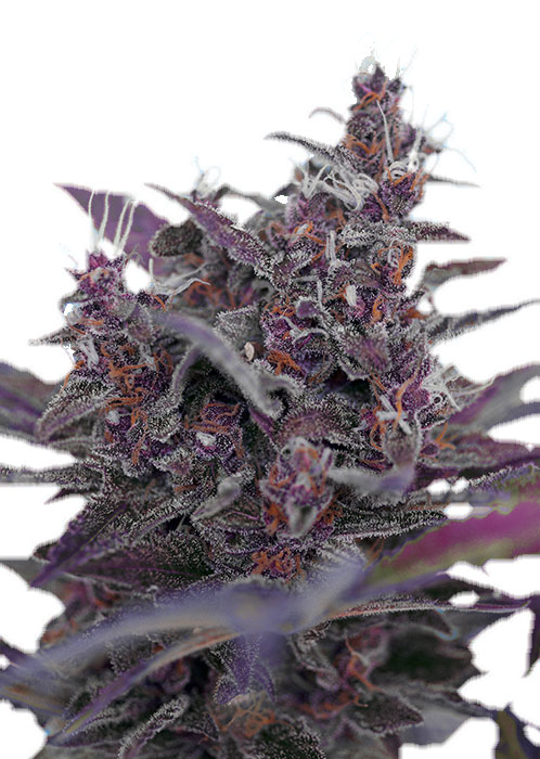 Black Cream Auto автоцветущие семена конопли