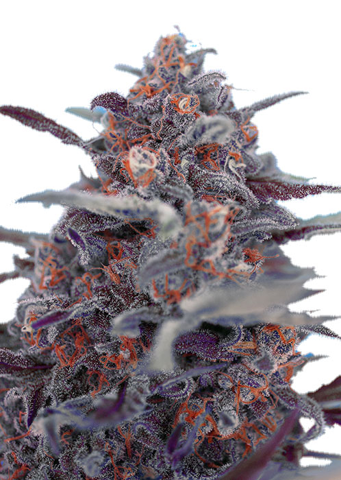 Devil Cream Auto Автоцветущие семена конопли