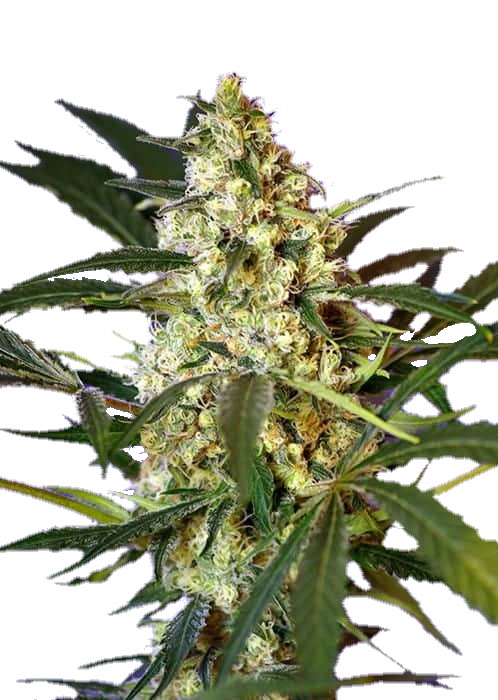 Fast Bud #2 Auto Автоцветущие семена конопли