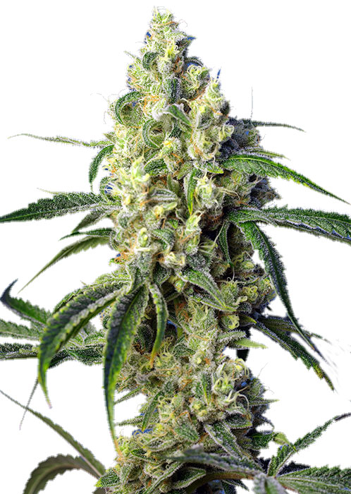 Green Poison CBD Фотопериодные семена конопли