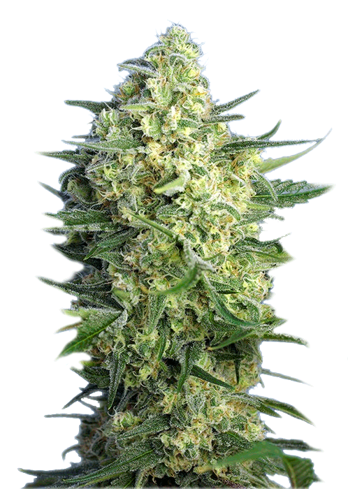 Sweet Seeds Jack 47 XL Auto Автофеминизированные семена конопли
