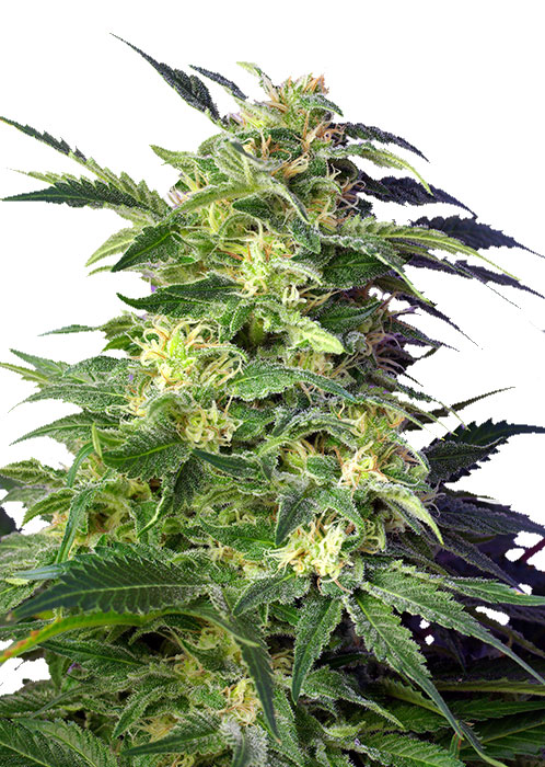 Killer Kush Auto автоцветущие семена конопли