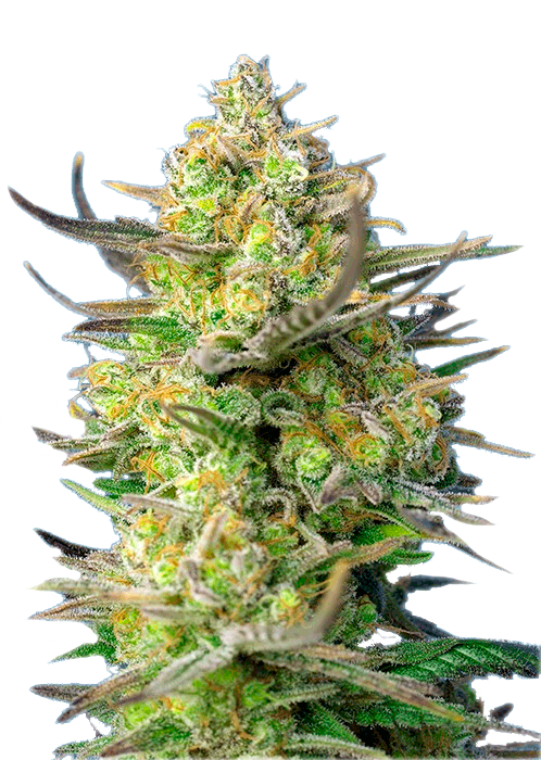 Sweet Cheese XL Auto Автоцветущие семена конопли