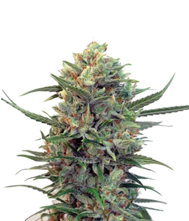 Ripperteam Toxic фотопериодный гибрид семена конопли