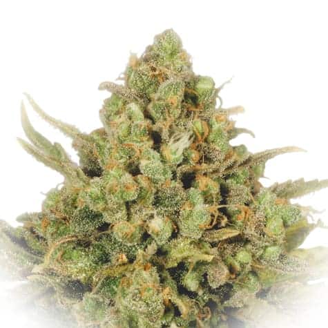 White Widow Auto Автоцветущие семена конопли